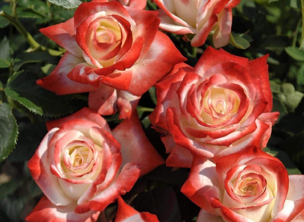 Famous Roses